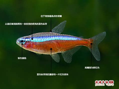 燈科魚種類|燈科魚:體態特徵,分布,代表品種,專用飼料,